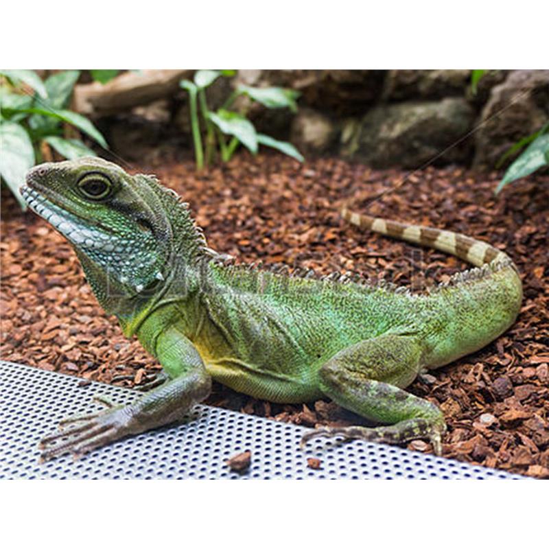 Physignathus cocincinus - imagine 6